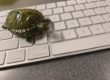 Turtle on a keyboard