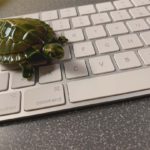 Turtle on a keyboard