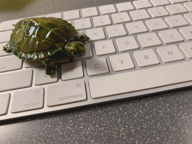 Turtle on a keyboard